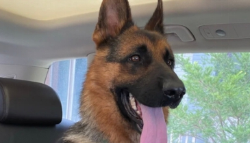 33万“天价”警犬竟然长这样?网友:都没人花33万娶我 33万“天价”警犬竟然长这样?网友:都没人花33万娶我