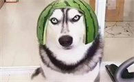 抖音拉黑对方还能看到我的视频吗