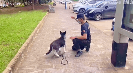 把哈士奇训练成警犬,我崩溃了 把哈士奇训练成警犬,我崩溃了
