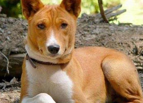 巴仙吉犬的特点 体型娇小受欢迎