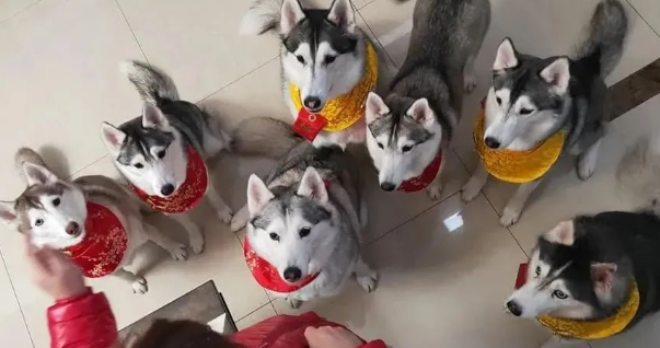 同时养了7只哈士奇，铲屎官却无比感叹：养到天使了！