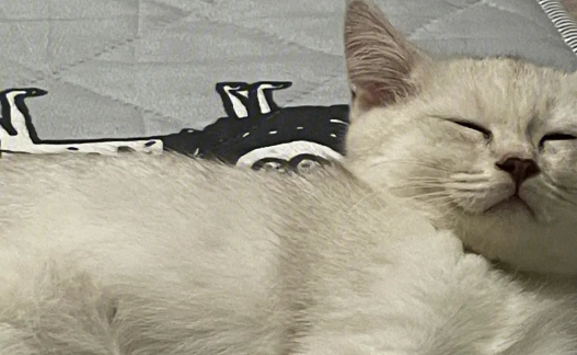 男子非法持枪还袭击他人,却因养猫轻判?法官这么说 男子非法持枪还袭击他人,却因养猫轻判?法官这么说