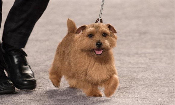 寻根问祖系列：诺福克梗（Norfolk Terrier）