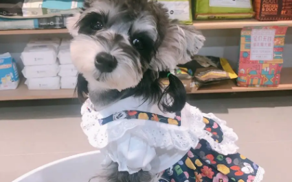 艾狄斯宠物衣服贵吗 艾狄斯宠物衣服贵吗