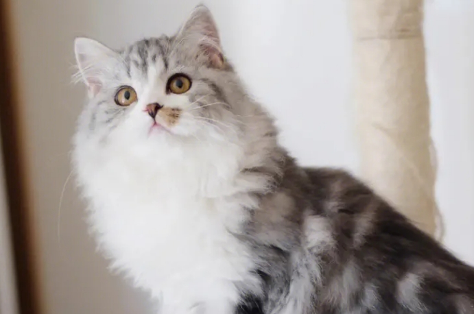 高地立耳长毛猫好养吗 高地立耳长毛猫好养吗