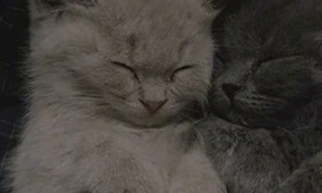 猫咪睡觉的姿势真是绝了,看到它上课打盹,真的不要太可爱 猫咪睡觉的姿势真是绝了,看到它上课打盹,真的不要太可爱