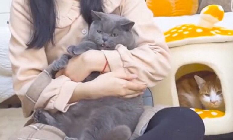 薤白的猫咪