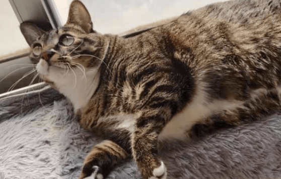 研究称:养猫有益身体健康 研究称:养猫有益身体健康