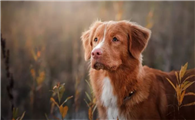认识新斯科舍猎鸭寻猎犬：历史、性格、特征