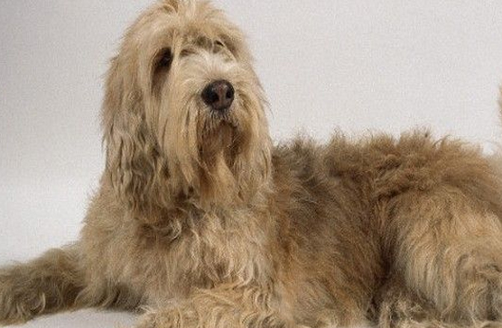 奥达猎犬的特点 人类的伴侣 奥达猎犬的特点 人类的伴侣