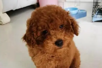 泰迪能吃什么水果