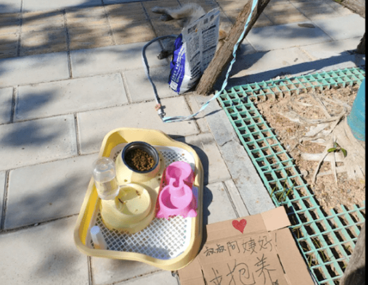 家里不允许高三孩子养狗,奶奶带着狗扔到偏僻地方遗弃,好心疼! 家里不允许高三孩子养狗,奶奶带着狗扔到偏僻地方遗弃,好心疼!