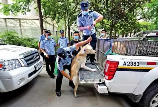 犬伤人,为何一再发生? 犬伤人,为何一再发生?
