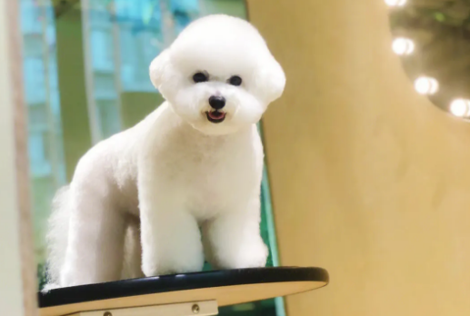 比熊是哪个国家的国犬 比熊是哪个国家的国犬