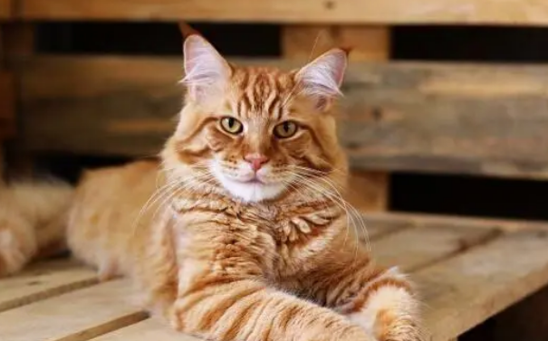 缅因猫兽为什么一定得死