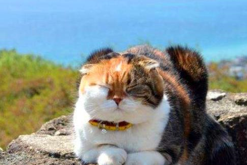 猫咪跟着主人爬了7年的山，却越来越胖，原来是因为游客半路喂猫