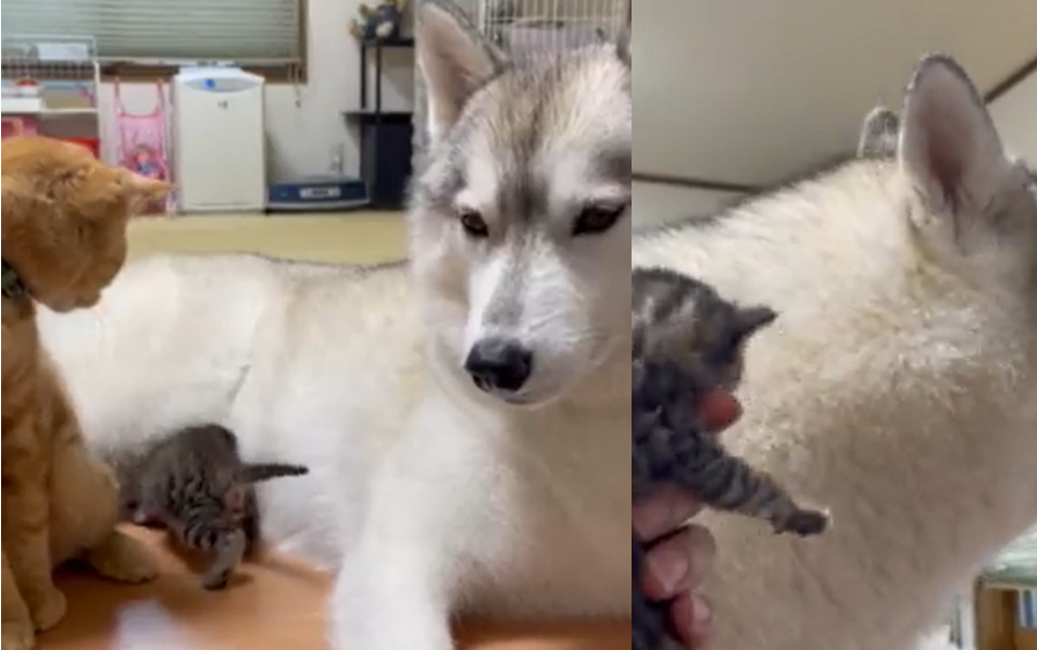 奶猫一直哭声音很大，旁边二哈听到后的反应超爆笑！