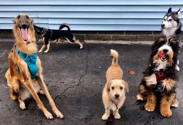 班里来了一只苏俄牧羊犬，二哈看了一脸懵逼：我们中间有叛徒