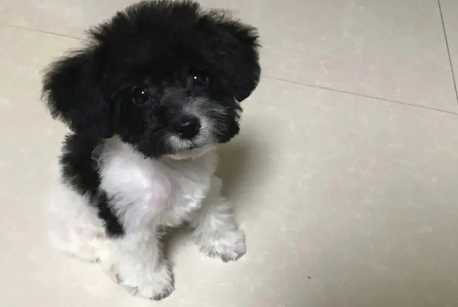 花泰迪为什么那么贵