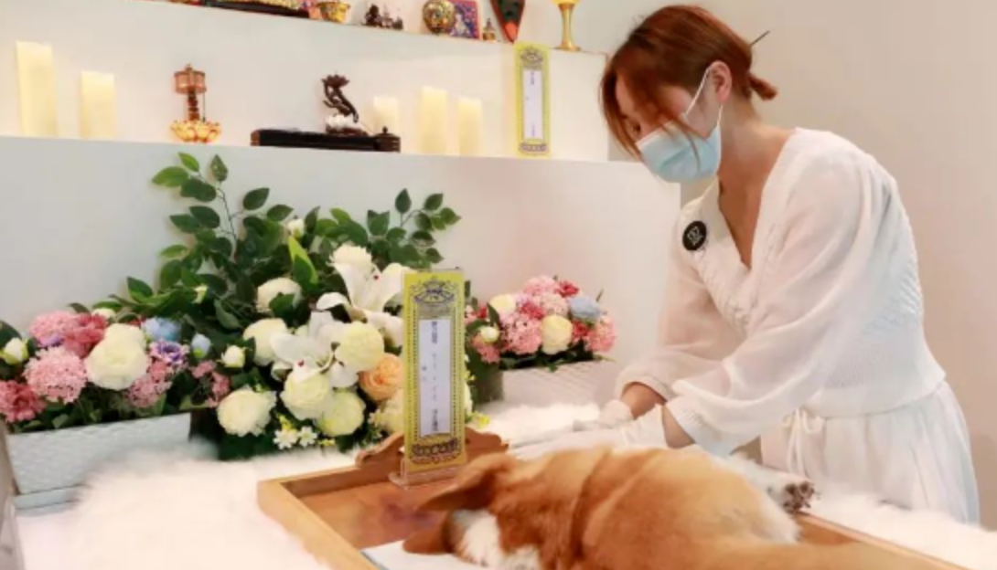 宠物殡葬,折射出宠物行业两大关键趋势 宠物殡葬,折射出宠物行业两大关键趋势
