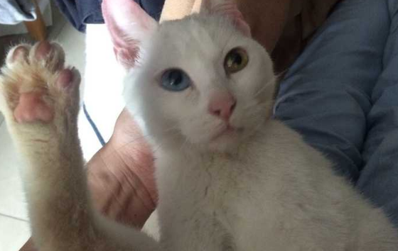 中华田园猫有异瞳的吗