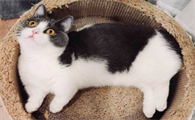 肖战的猫坚果是公的吗