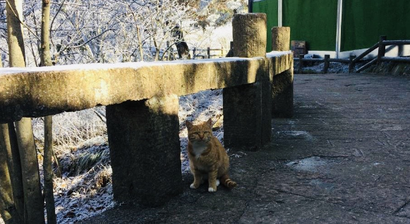 冬季黄山之行,遇见呆萌的橘猫和可爱的中华田园犬 冬季黄山之行,遇见呆萌的橘猫和可爱的中华田园犬