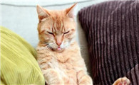 2023比较火的猫品种