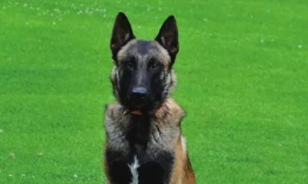 马里努阿犬的毛型遗传分析 马里努阿犬的毛型遗传分析