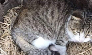 “好奇心害死猫”，猫咪误把鸡蛋当玩具，惨遭母鸡回巢殴打