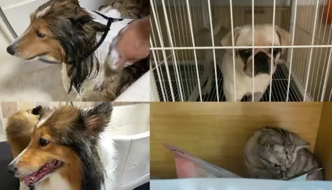 宠物视频拍摄参数