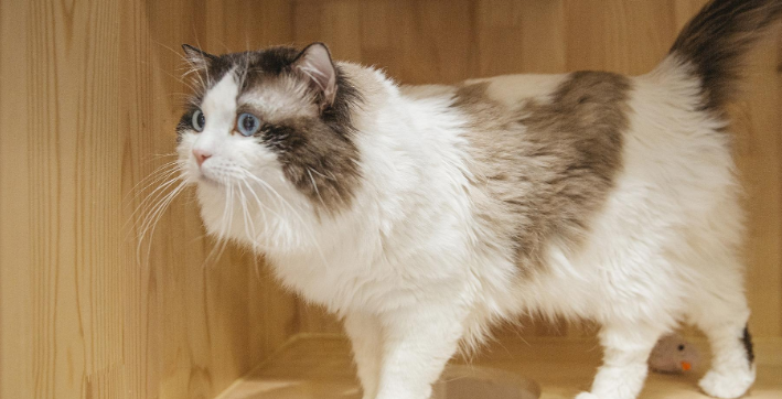 花花与三猫2020去见猫舍