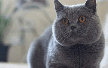 蓝胖子猫多少钱一只图片