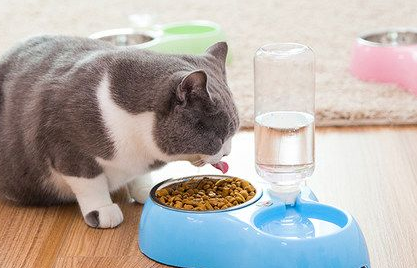 中国宠物用品及服务行业发展现状与发展前景 宠物数量庞大