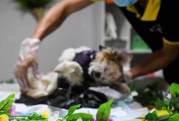 宠物主人为爱买单,新兴行业“宠物殡葬”悄然兴起 宠物主人为爱买单,新兴行业“宠物殡葬”悄然兴起