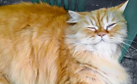 中国本土长毛猫品种