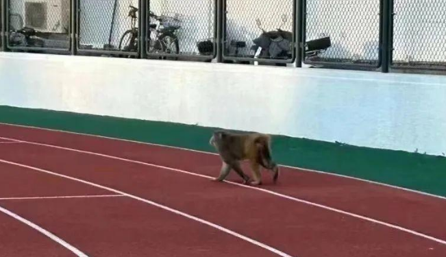 找到了,就它俩!“猴哥”在北京挺能逛 找到了,就它俩!“猴哥”在北京挺能逛