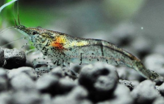 怎么防止鱼吃黑壳虾