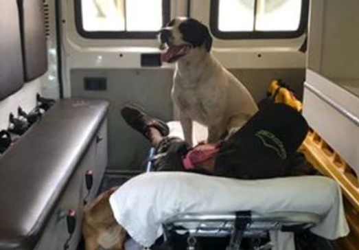 两忠犬坚持陪主人上救护车，急诊室门外守一晚不敢睡，好暖！