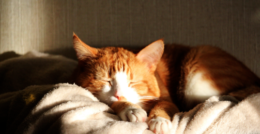 小猫嘘嘘出状况!猫咪下泌尿道疾病防治攻略 小猫嘘嘘出状况!猫咪下泌尿道疾病防治攻略