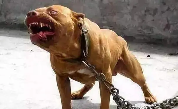 济南一男子网上炫耀喂禁养犬被拘，放纵养狗哪需要什么神秘背景