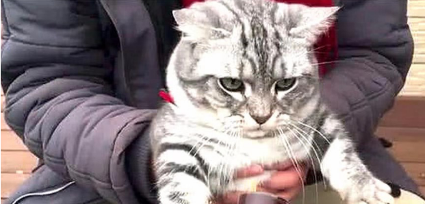 狸花猫到嘴的食物却被狗子截胡,一脸生无可恋的表情笑喷众人 狸花猫到嘴的食物却被狗子截胡,一脸生无可恋的表情笑喷众人