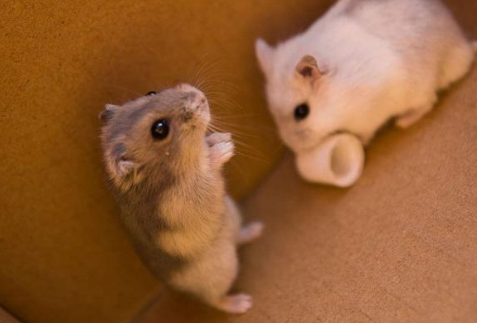 小仓鼠喜欢吃什么 小仓鼠喜欢吃什么