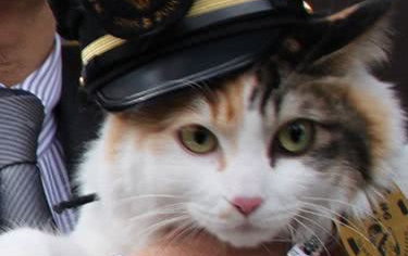 日本网友养了一只奇怪的猫，行为举止让人相当惊讶！像是一只猫妖