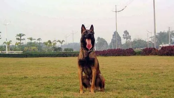 马犬多少钱一只幼犬 马犬多少钱一只幼犬