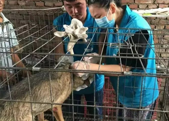 被主人丢在马路边等死小金毛,拖着残疾的双腿求人带它回家... 被主人丢在马路边等死小金毛,拖着残疾的双腿求人带它回家...