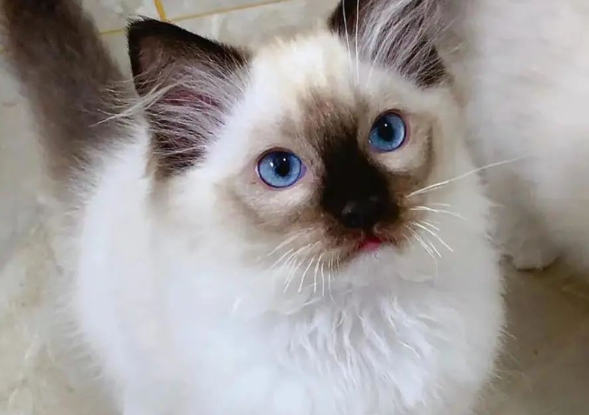 养猫别在只知道田园猫了,这些适合家养的猫咪品种你都了解吗?-宠物网