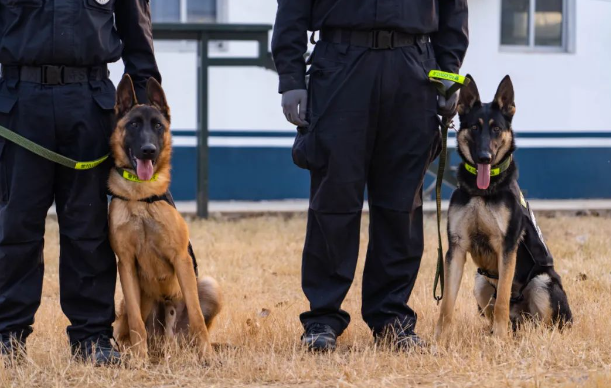 警犬上线！容城公安街面巡防再添新战力！