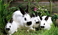 农村养兔子吃什么草