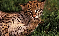 豹猫是国家保护动物吗
